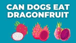 Can Dogs Eat Dragonfruit