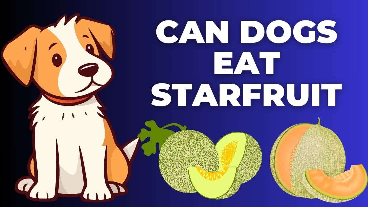 Can Dogs Eat Honeydew