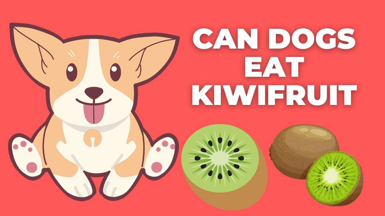 Can Dogs Eat Kiwifruit