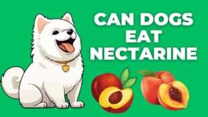 Can Dogs Eat Nectarine