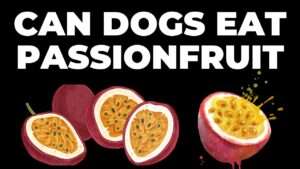 Can Dogs Eat Passionfruit