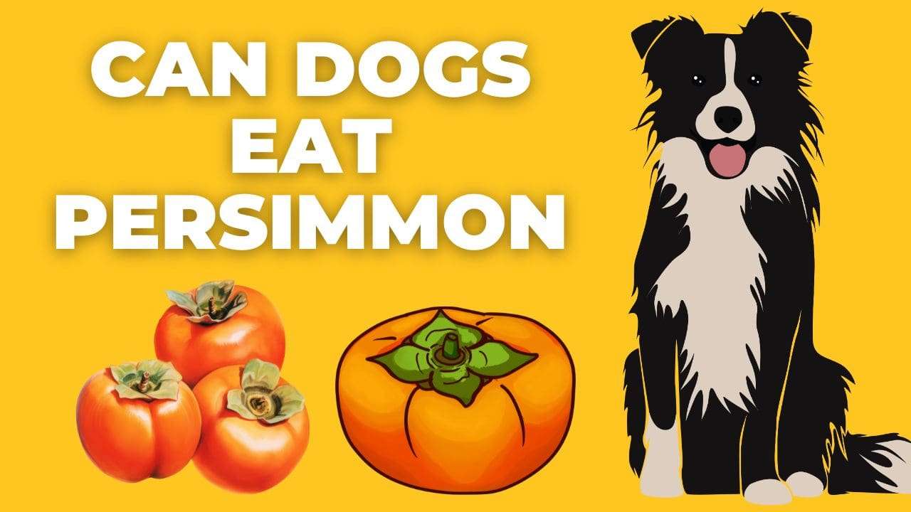 Can Dogs Eat Persimmon