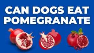 Can Dogs Eat Pomegranate