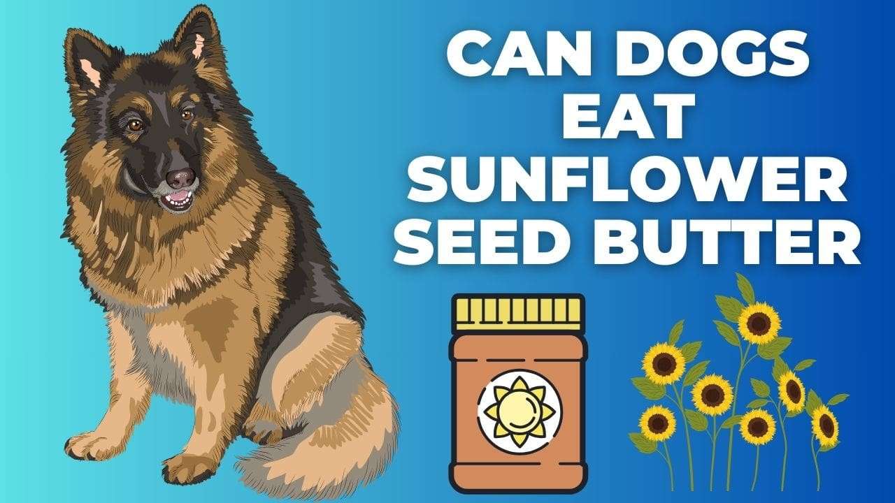 Can Dogs Eat Sunflower Seed Butter