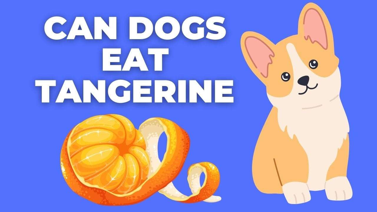 Can Dogs Eat Tangerine