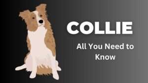 Collie Dog Breed | All You Need to Know