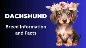 Dachshund | Breed Information and Facts