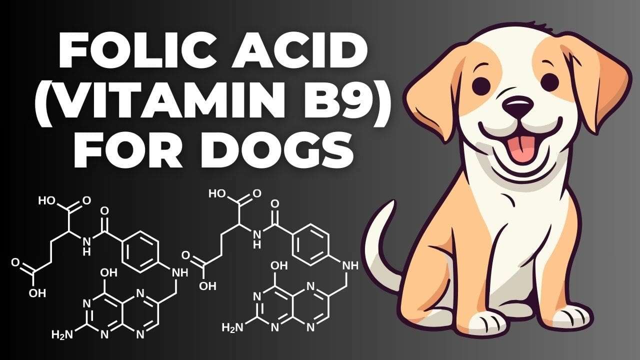 Folic Acid (Vitamin B9) for Dogs