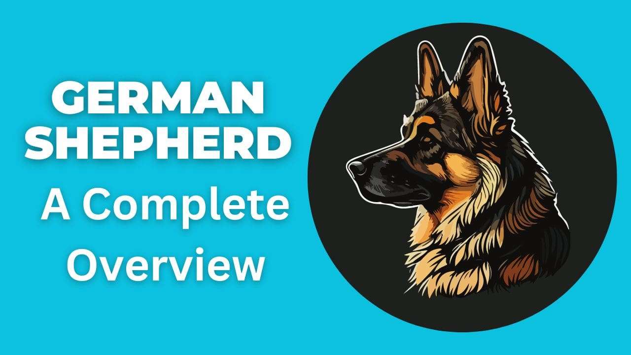 German Shepherd | A Complete Overview