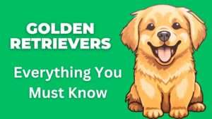 Golden Retriever | Everything You Must Know