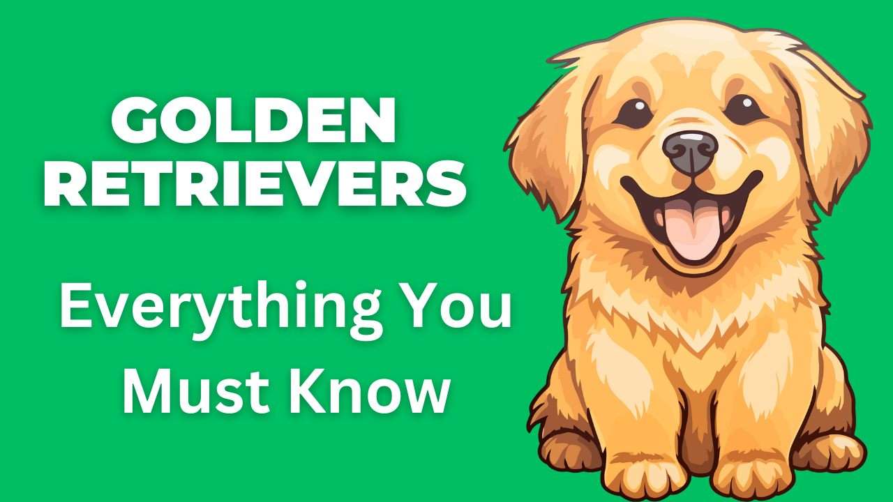 Golden Retrievers | Everything You Must Know