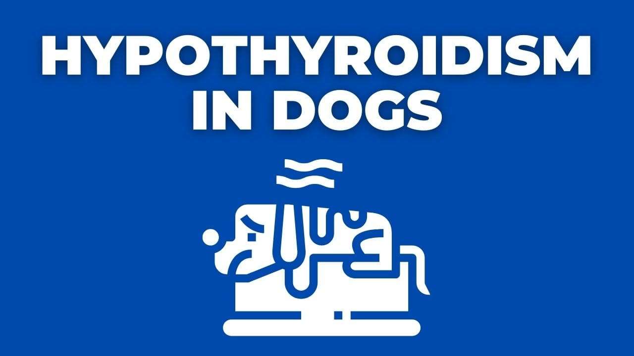 Hypothyroidism in Dogs | Causes, Symptoms and Treatment