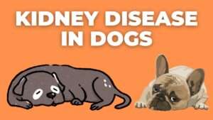 Kidney Disease in Dogs: Symptoms, Causes, and Treatment