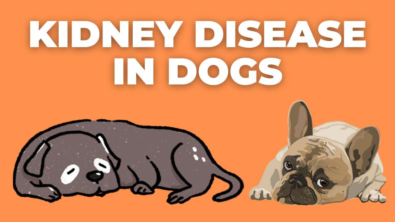 Kidney Disease in Dogs