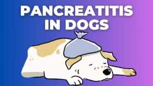 Pancreatitis in Dogs: Symptoms, Causes, Diagnose & Treatment