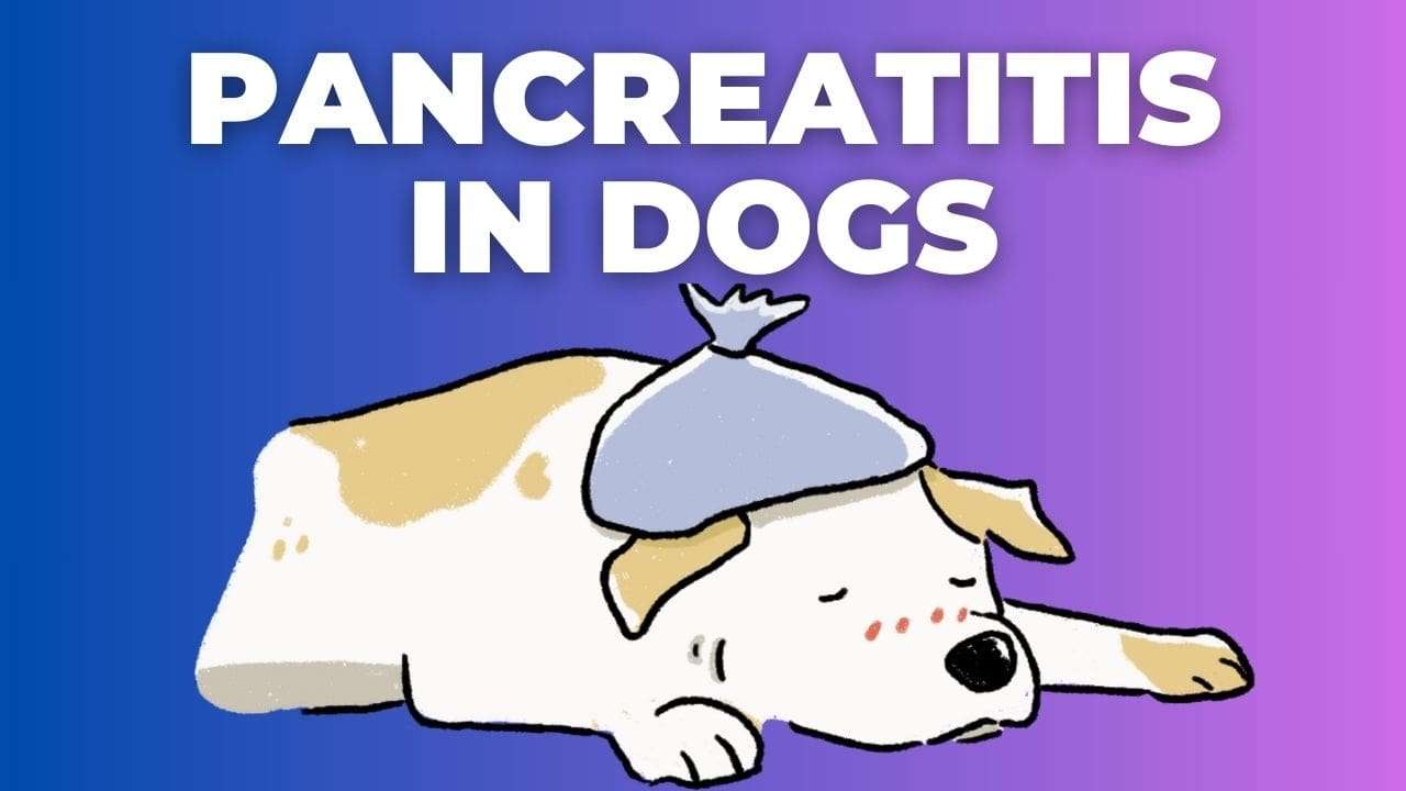 Pancreatitis in Dogs