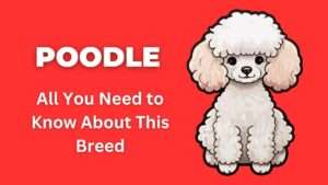 Poodle | All You Need to Know About This Breed