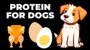 Protein for Dogs: Protein Essentials for a Healthy Dog