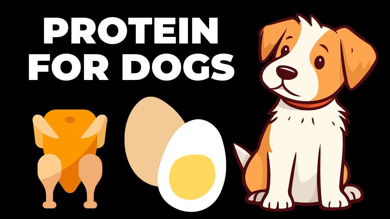 Protein for Dogs