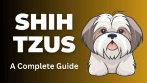 Shih Tzu | A Complete Guide