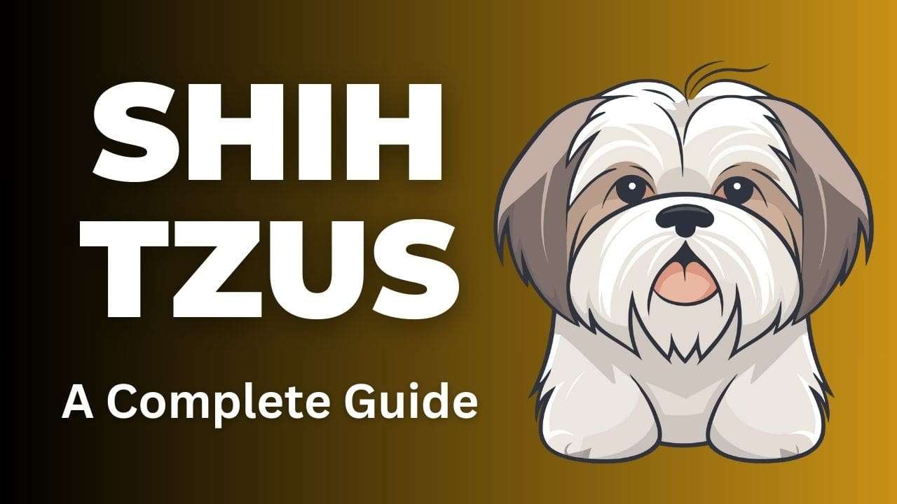 Shih Tzus | A Complete Guide