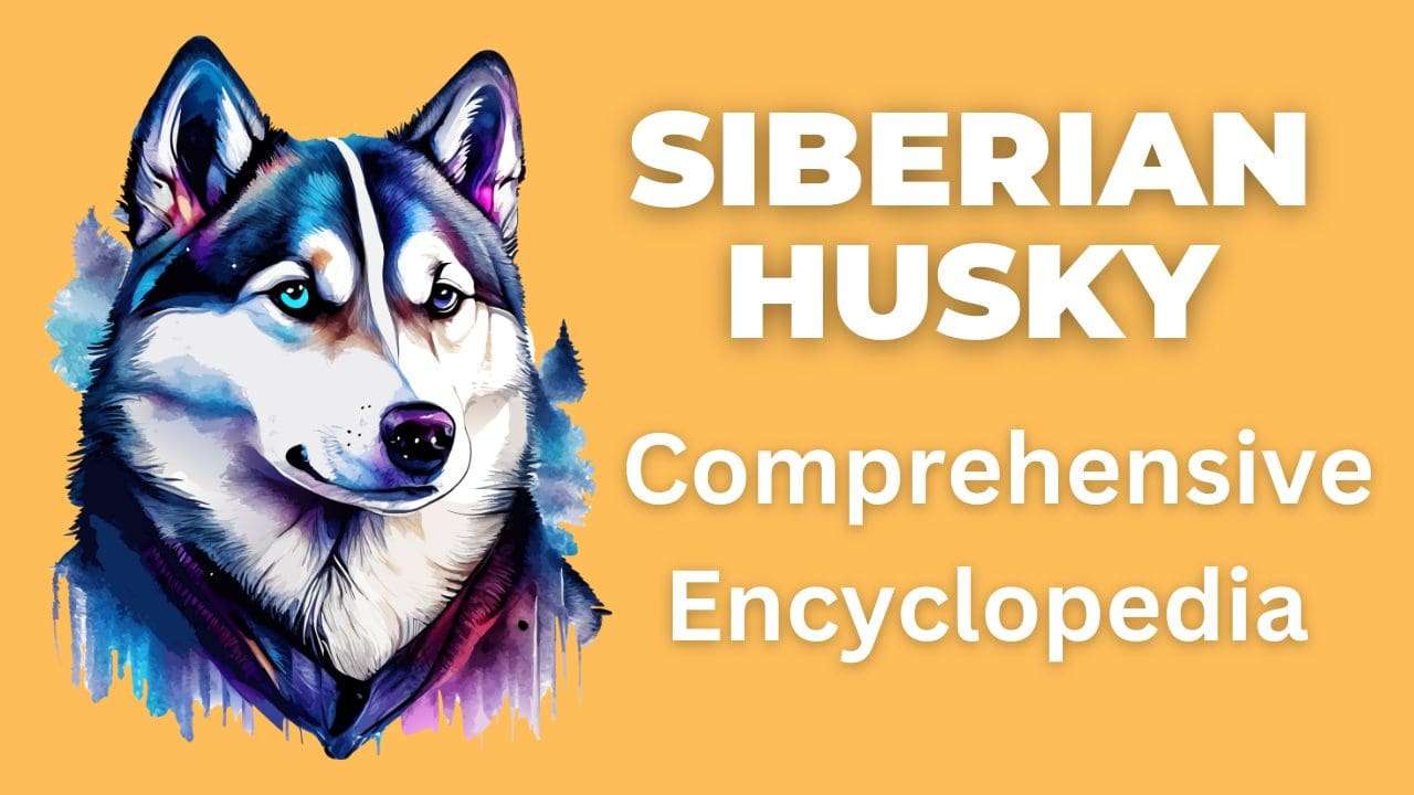 Siberian Husky | Comprehensive Encyclopedia