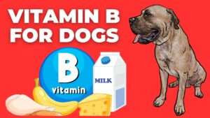 Vitamin B for Dogs: A Comprehensive Guide