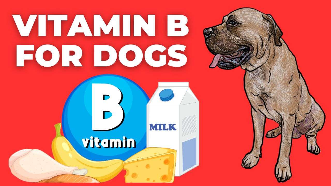 Vitamin B For Dogs