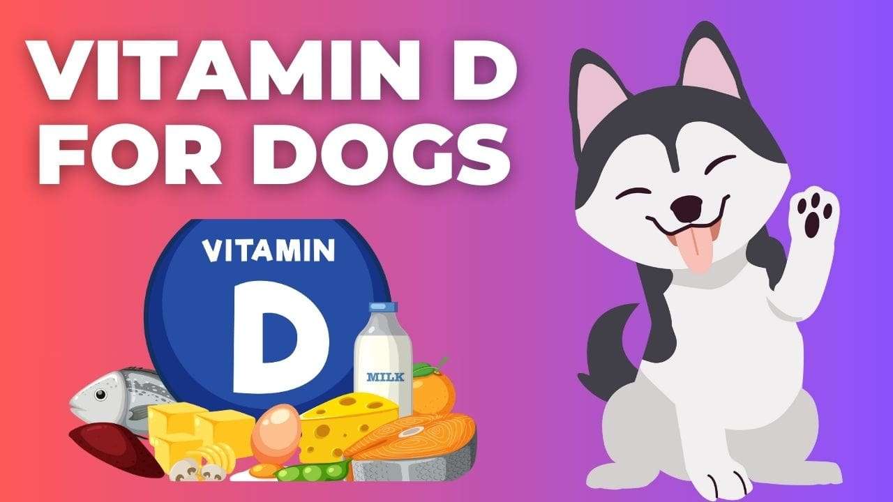 Vitamin D for Dogs