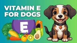 Vitamin E for Dogs: All You Need to Know