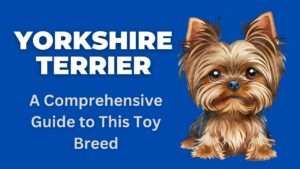 Yorkshire Terrier | A Comprehensive Guide to This Toy Breed