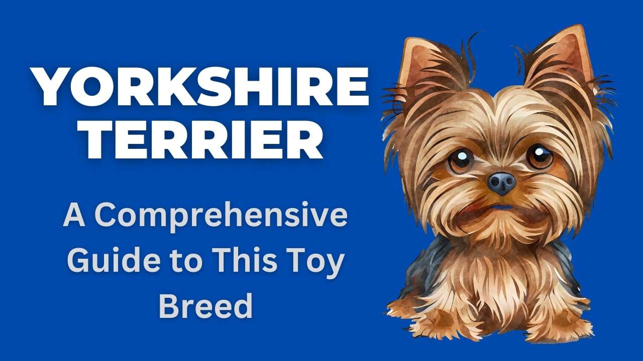 Yorkshire Terrier | A Comprehensive Guide to This Toy Breed