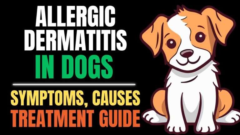 Allergic Dermatitis in Dogs