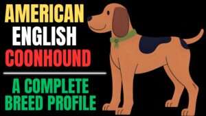 American English Coonhound