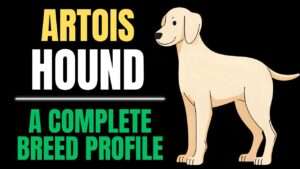 Artois Hound