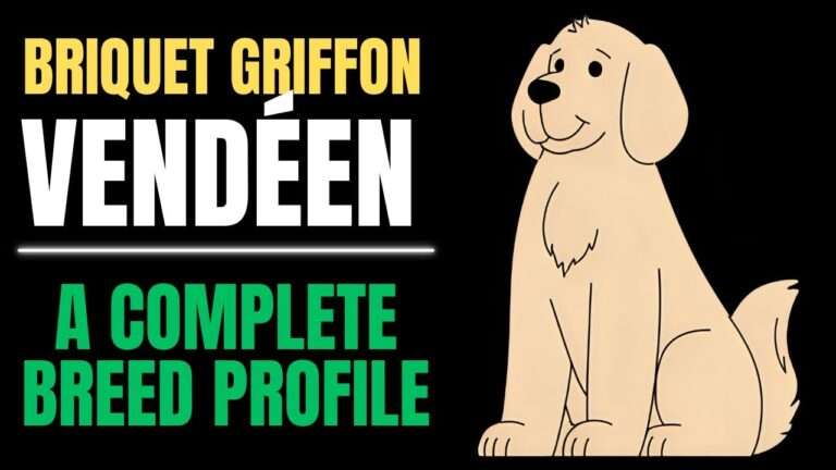 Briquet Griffon Vendéen