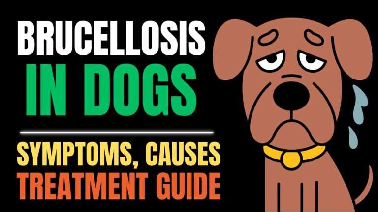 Brucellosis in Dogs