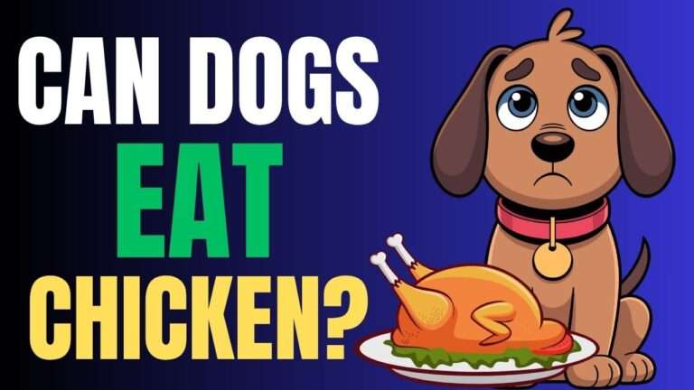 Can Dogs Eat Chicken?