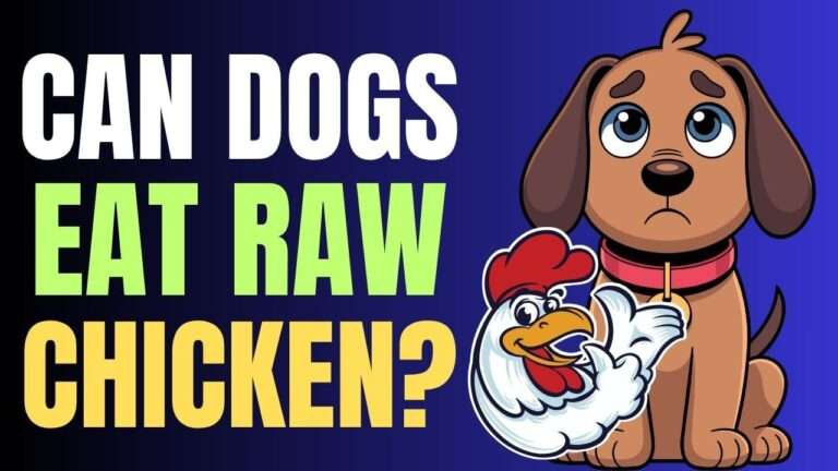 Can Dogs Eat Raw Chicken?