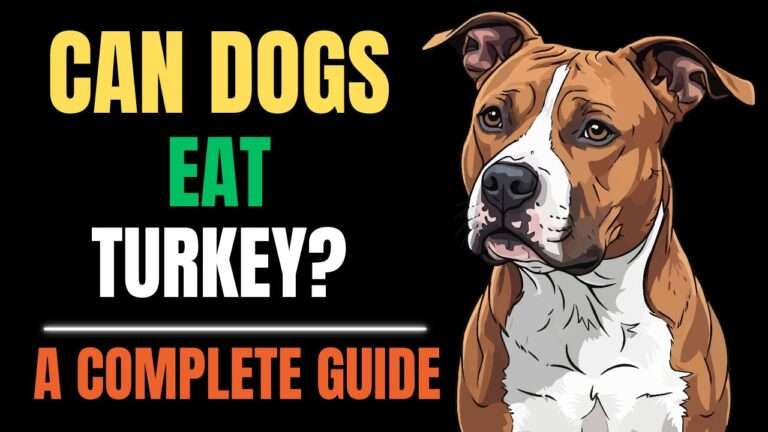 Can Dogs Eat Turkey? A Complete Guide