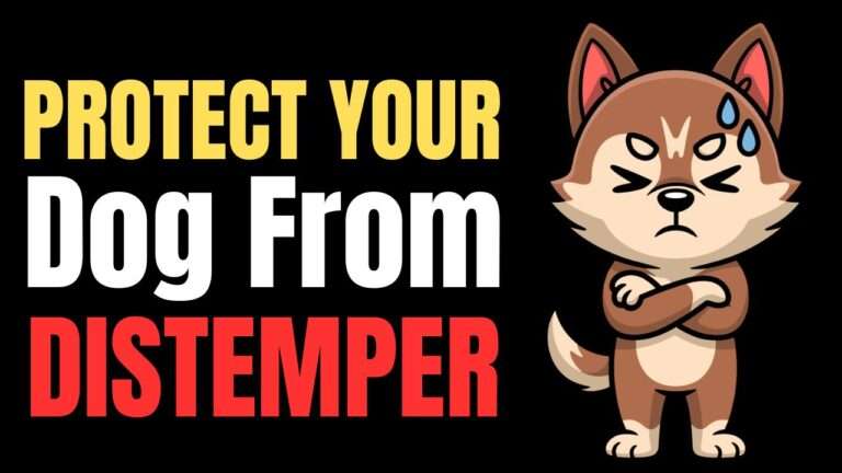 Canine Distemper in Dogs: Complete Guide