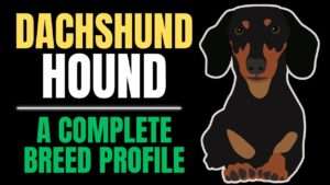 Dachshund