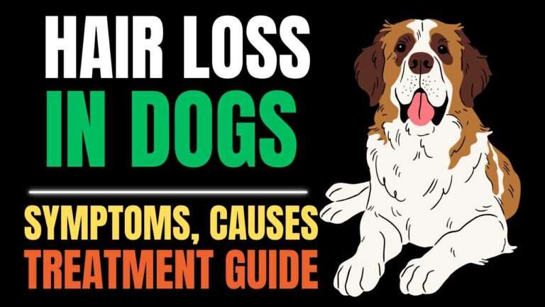 Dog Hair Loss Explained: Causes, Symptoms & Treatment