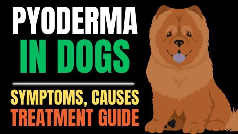 Dog Pyoderma: How to Identify and Treat Bacterial Skin Infections