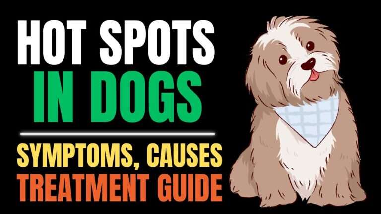 Hot Spots in Dogs – Signs, Treatment, and Recovery Tips