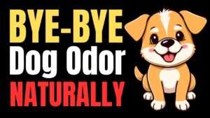 How to Remove Dog Smell from Carpets Naturally