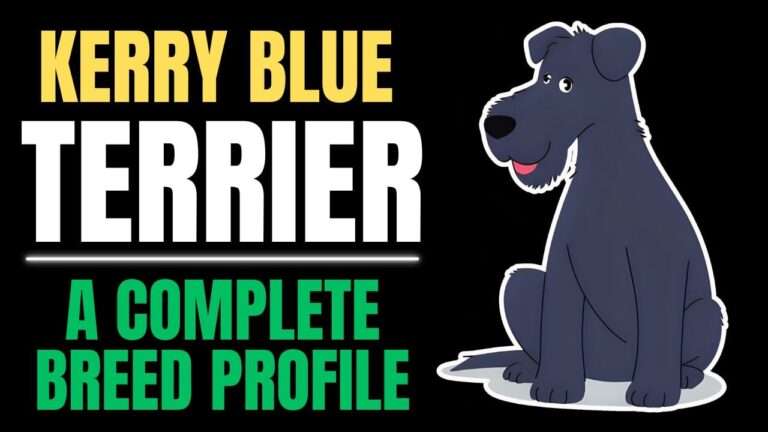 Kerry Blue Terrier