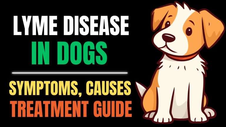 Lyme Disease in Dogs: Symptoms, Treatment, and Prevention