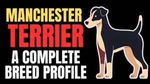 Manchester Terrier
