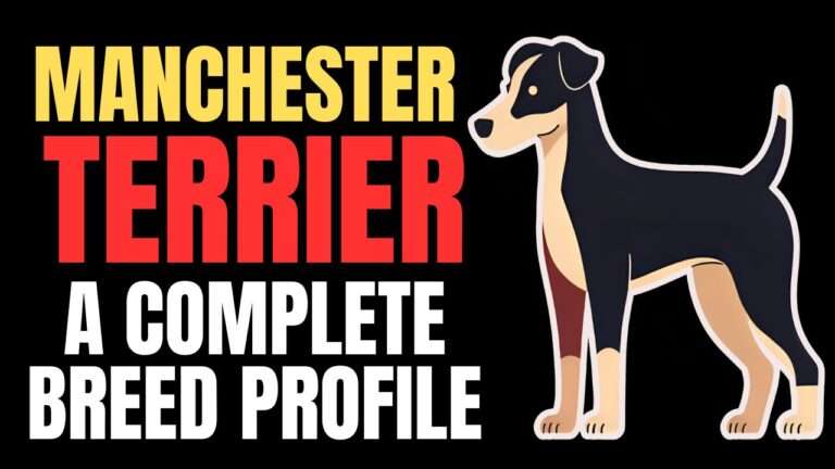 Manchester Terrier